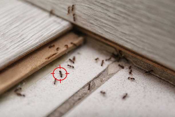 Best Mosquito Control Services  in Oberlin, LA
