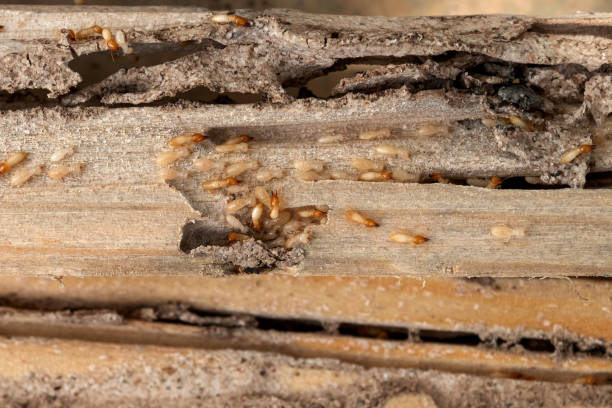 Pest Prevention Services in Oberlin, LA